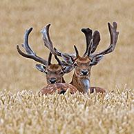 Two fallow deer (Dama dama) bucks with antlers covered in velvet foraging in wheat field / cornfield in summer